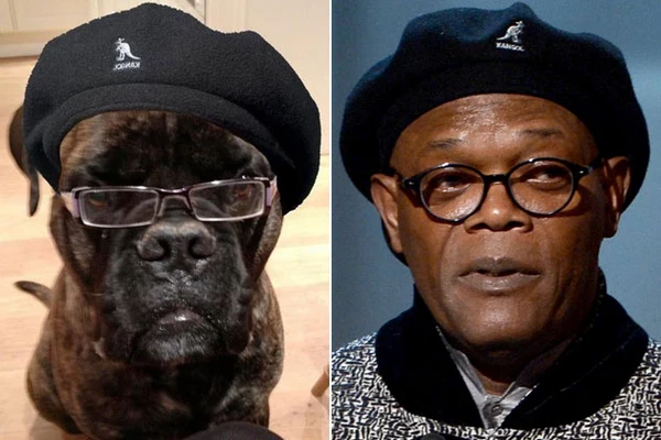 Samuel L. Jackson Dog Is Tired of All These Motherf—— Cats — Dead Ringers?